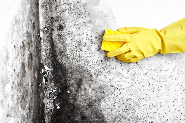 Best Mold Damage Repair  in Davison, MI