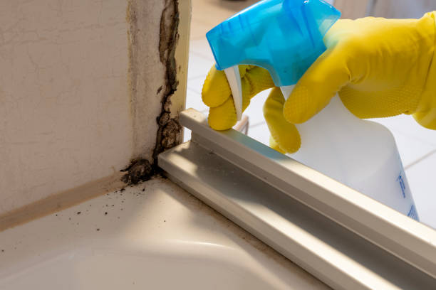 Best Black Mold Removal  in Davison, MI