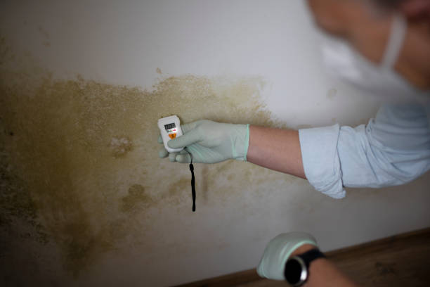 Best Black Mold Removal  in Davison, MI