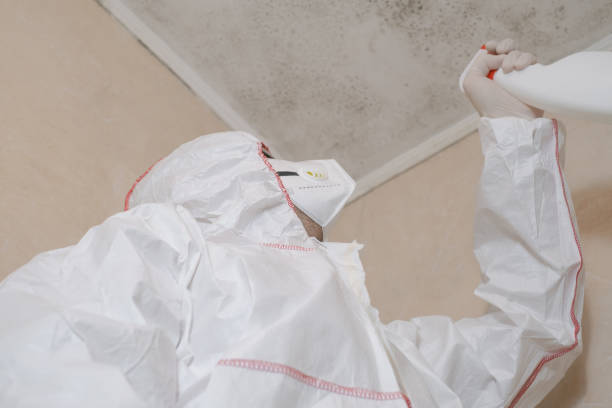 Home Mold Removal in Davison, MI