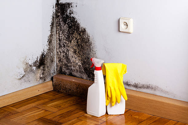 Best Residential Mold Removal  in Davison, MI