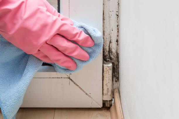 Best Mold Removal Process  in Davison, MI