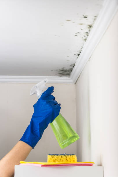 Best Crawl Space Mold Removal  in Davison, MI